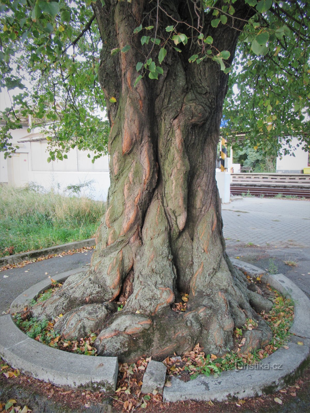 Moravský Písek - lindeboom bij het treinstation