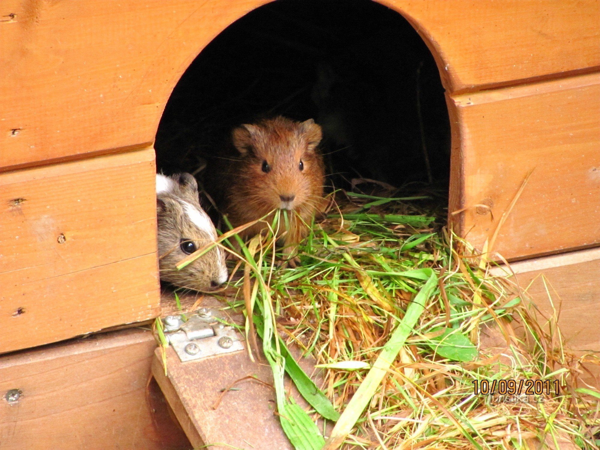 Guinea pigs