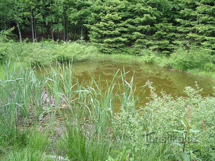 Occhio di mare, stagno