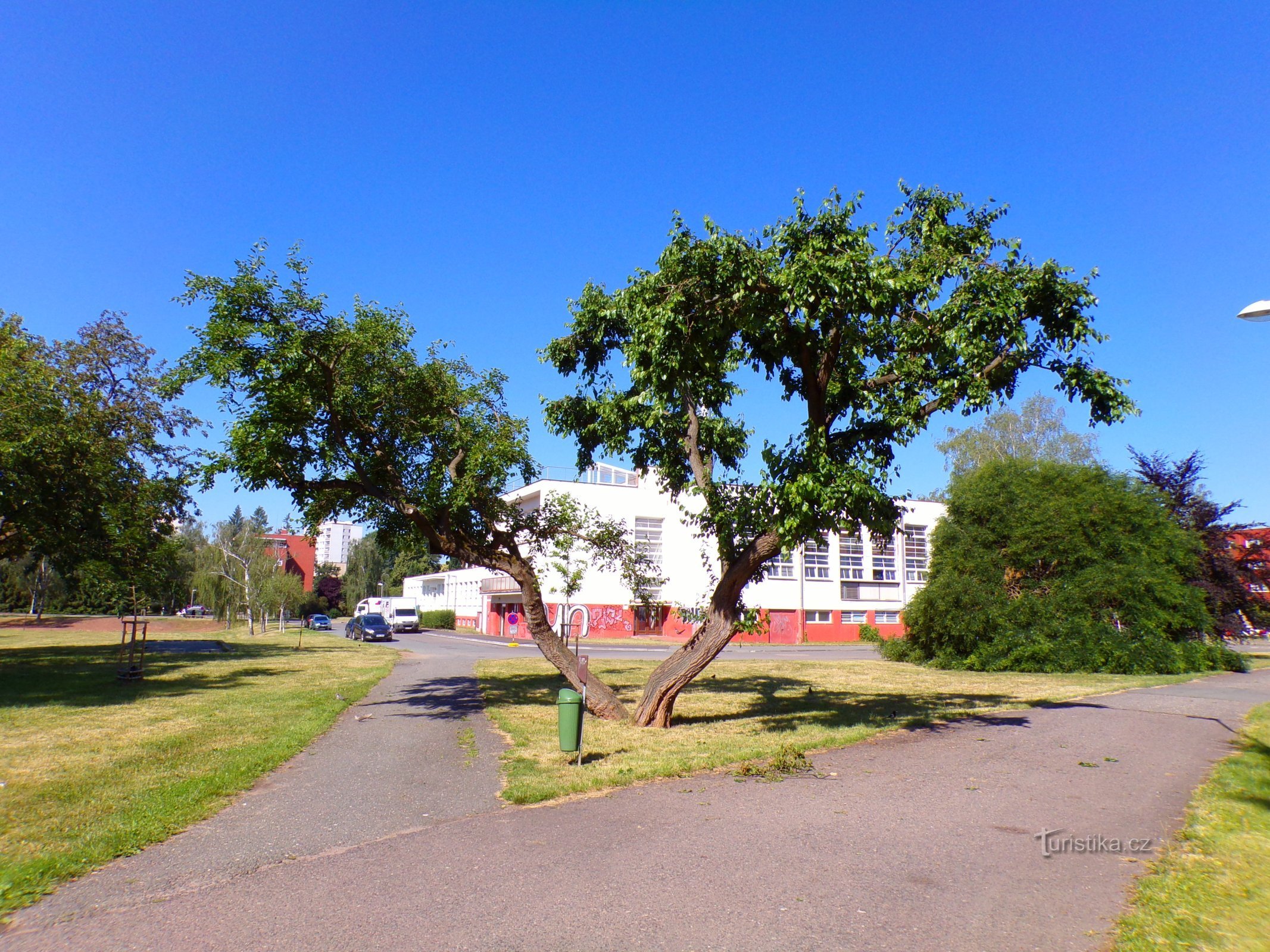 Silk tree at Fišer's laundry (Hradec Králové, 25.6.2022/XNUMX/XNUMX)