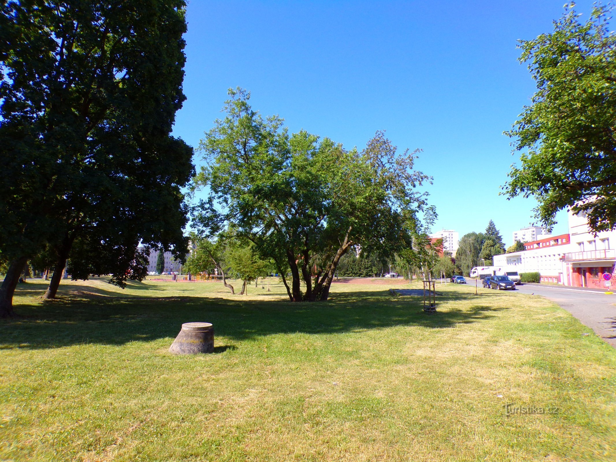 Mulberry trees at Fišer's laundry (Hradec Králové, 25.6.2022/XNUMX/XNUMX)