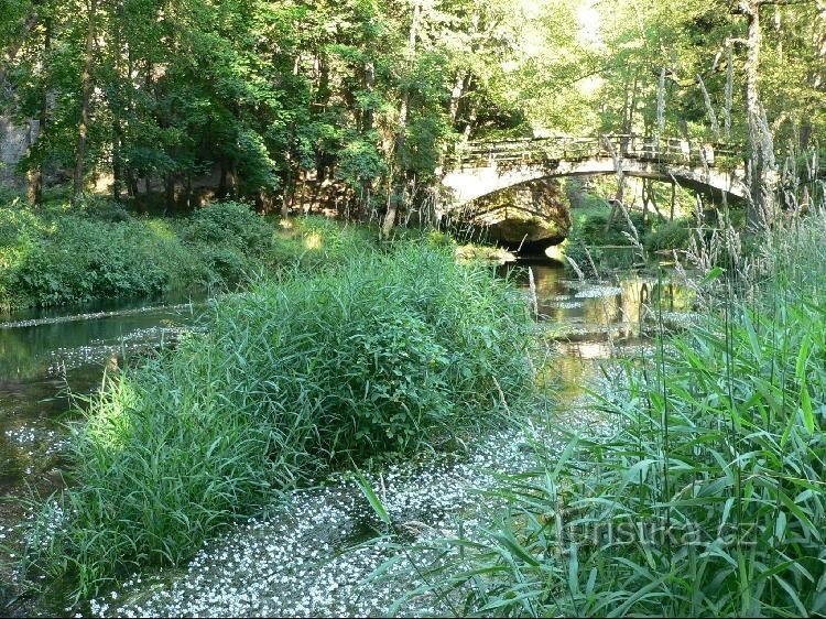 Brücke und blühende Kamenice