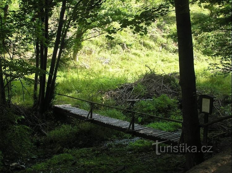 Ponte: Sentiero naturalistico Sentiero dei faggi