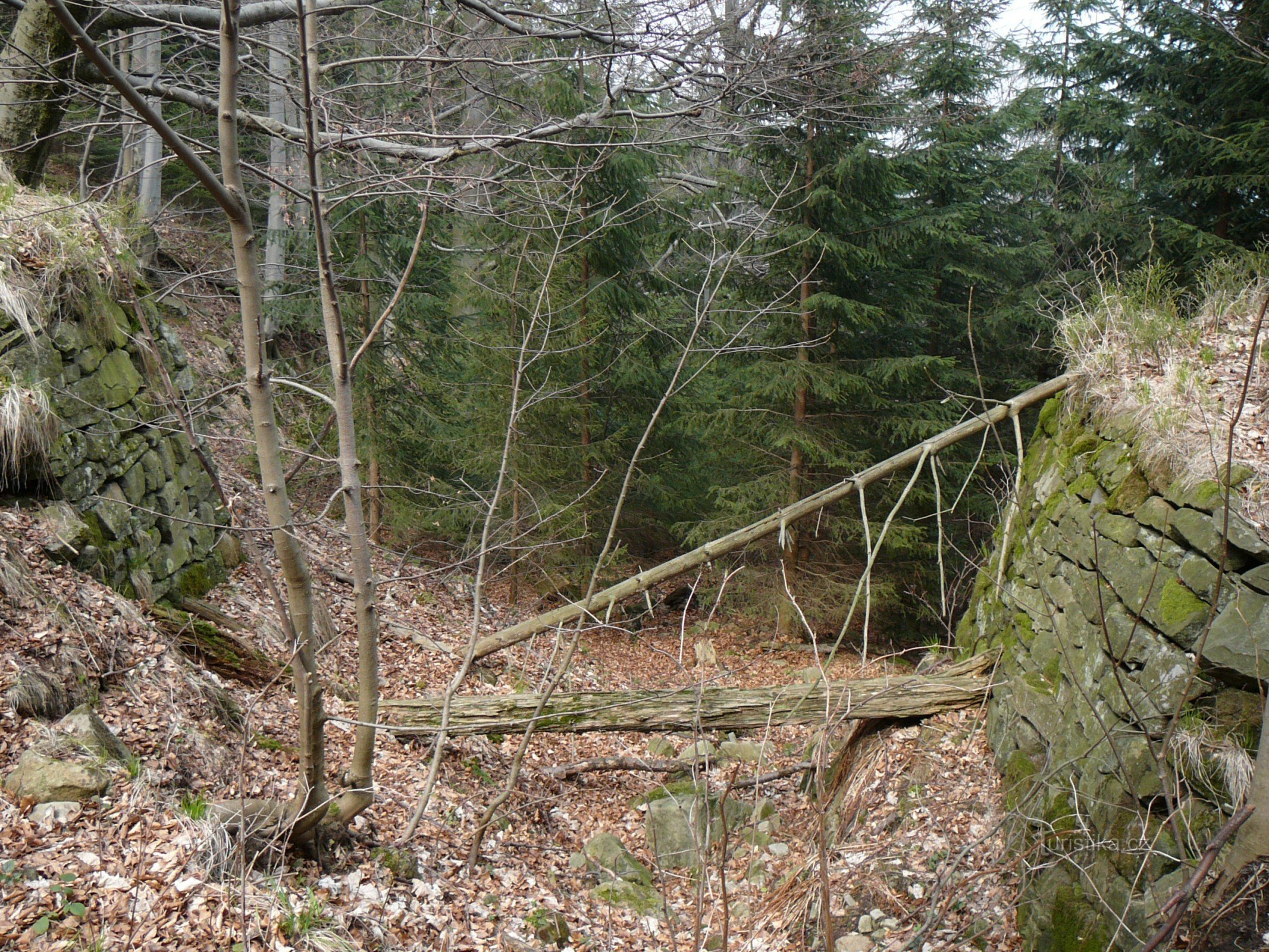 Brücke unter Fichte