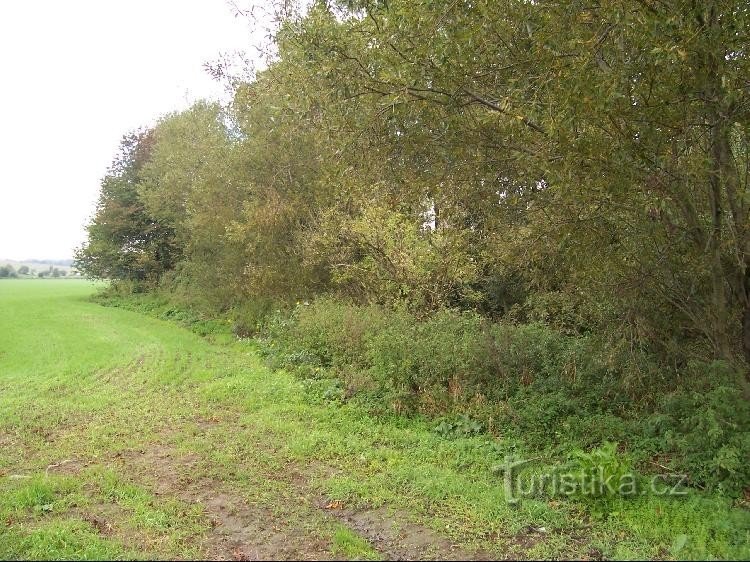 Brug: Zicht op het veld vanaf de brug