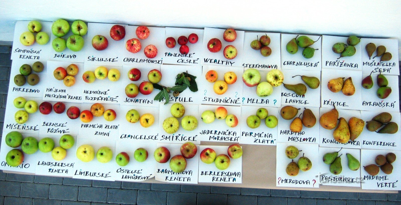 Las sidras de Hostětín están hechas de una mezcla de variedades de manzanas de los Cárpatos Blancos, jejic