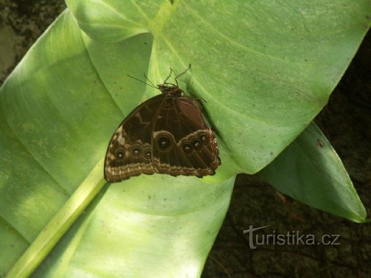 Butterfly - Fata Morgana