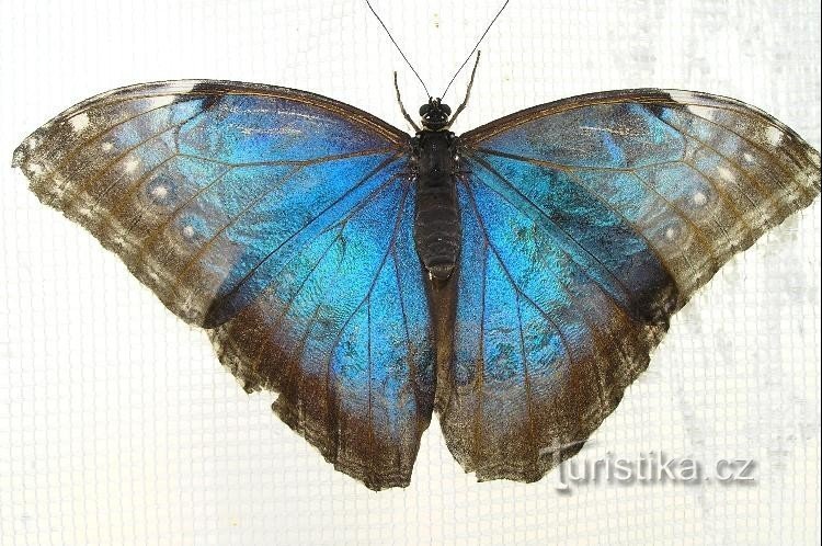 Butterfly: bluebird on the curtain