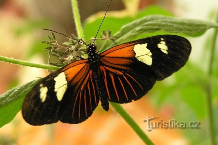 motýl: v motýlí farmě