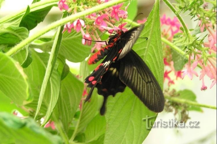 Бабочка: на ферме бабочек