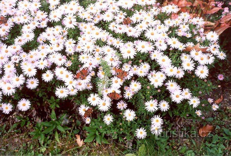 Mariposas y flores en el arboreto