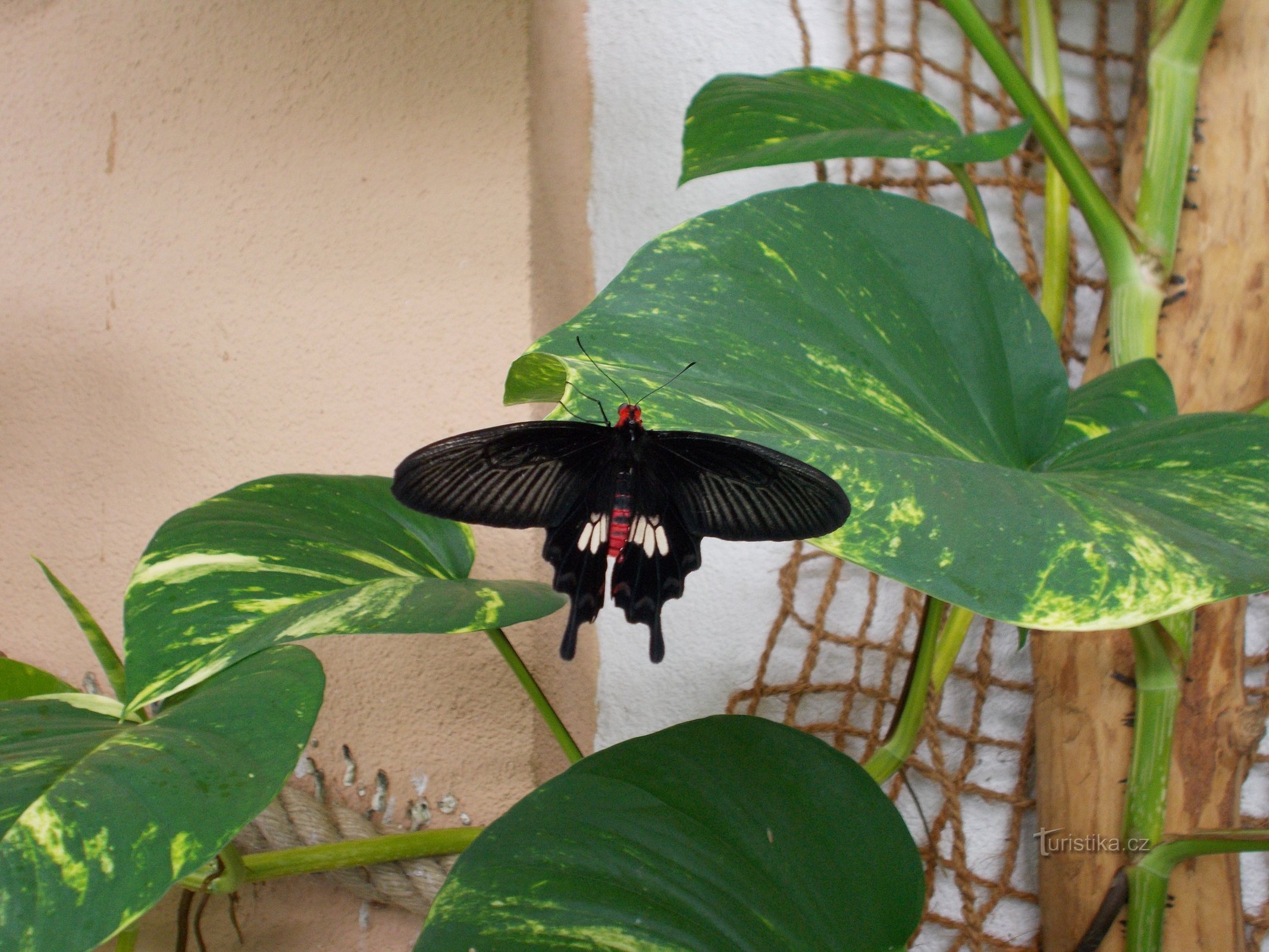 Butterfly House