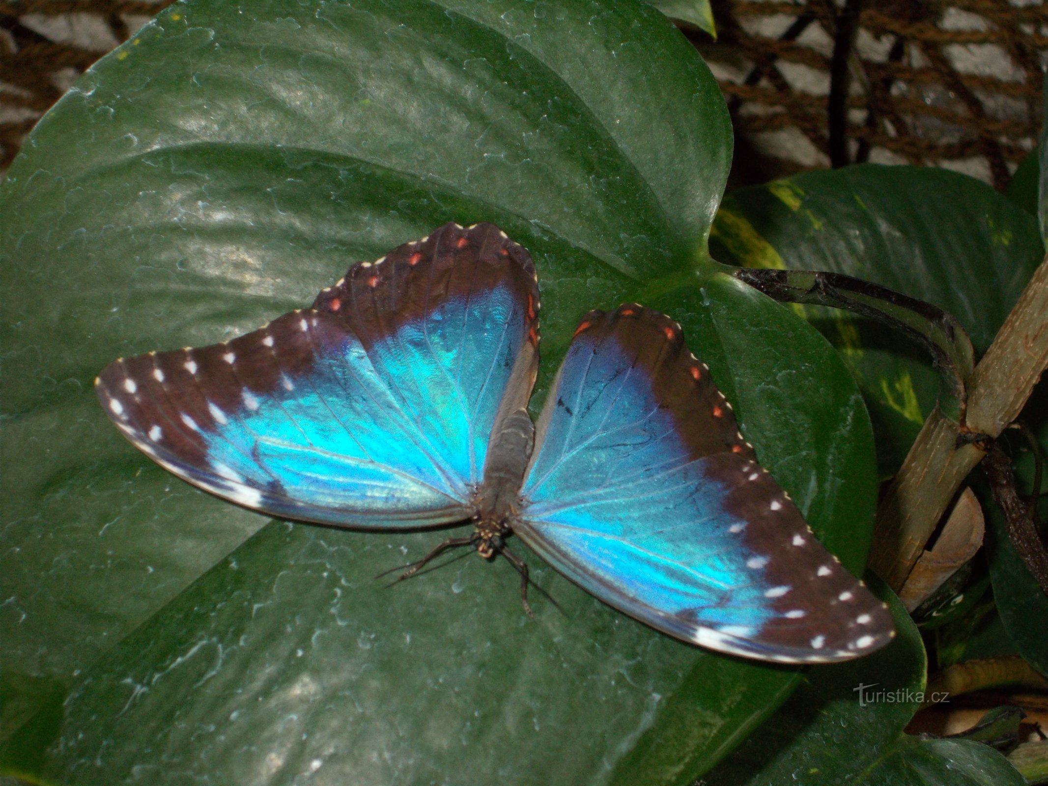 Butterfly House