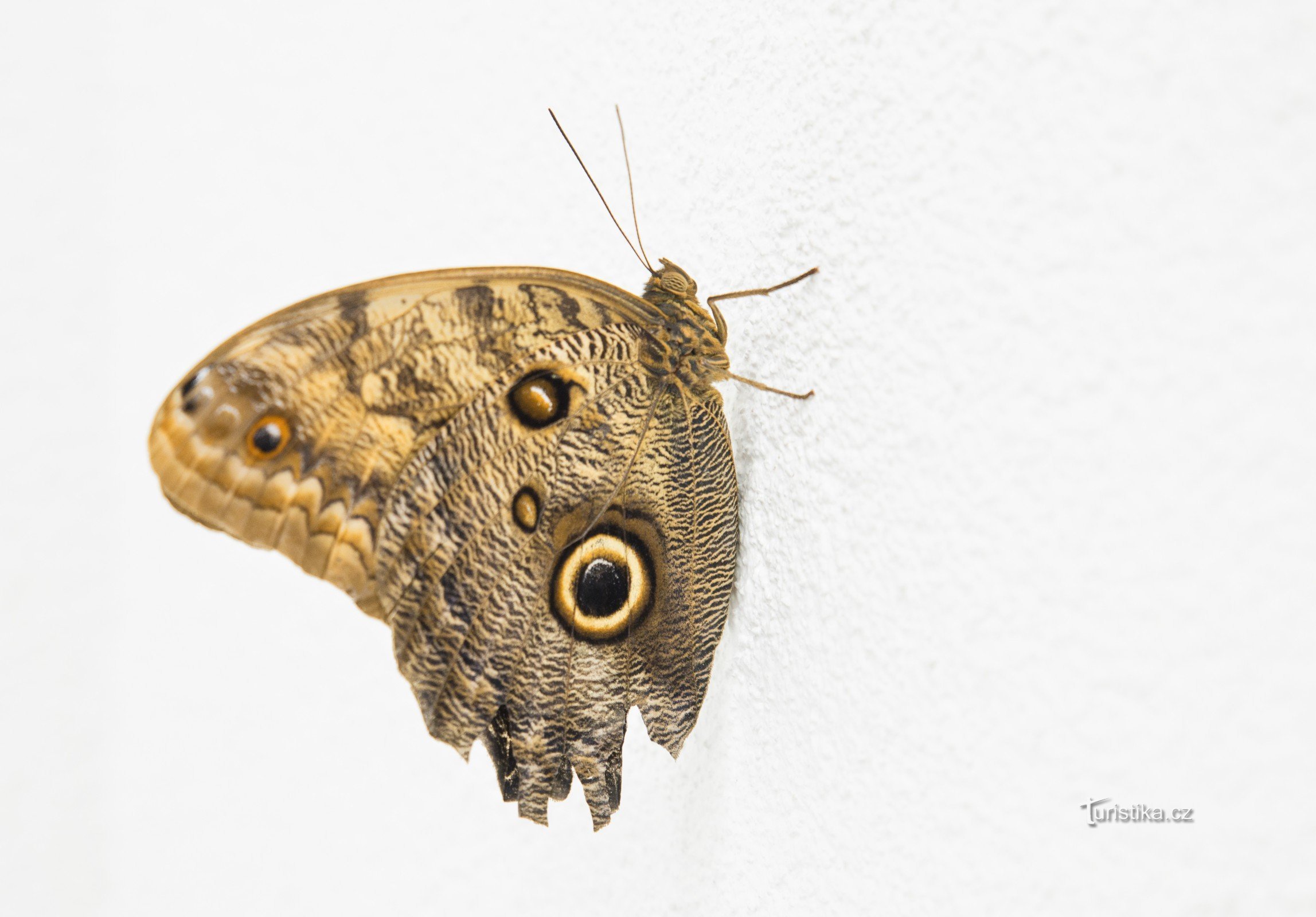 Casa de mariposas Diana Karlovy Vary