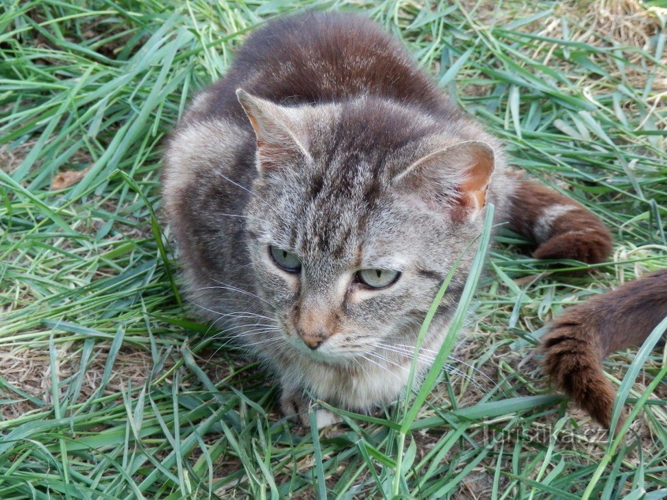 gatito atigrado