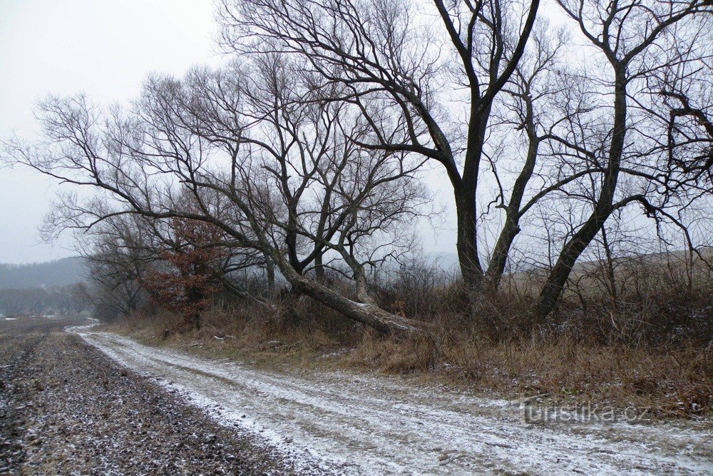 Strumień Mozowskiego