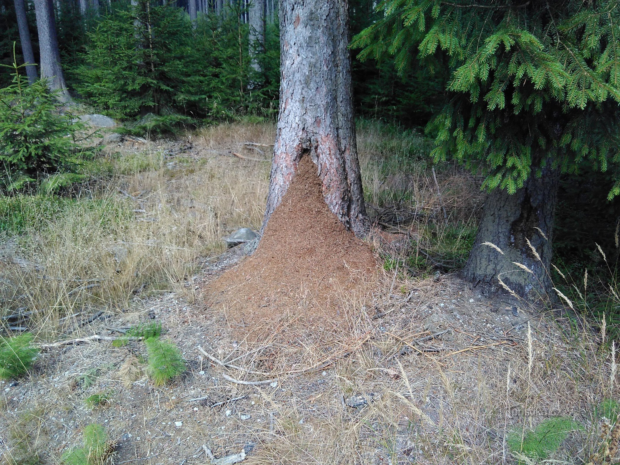 anthill