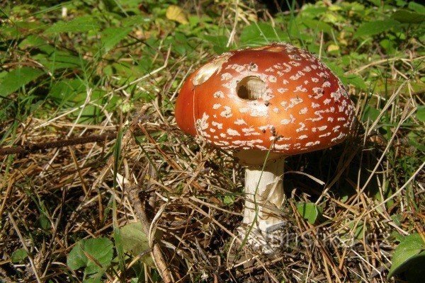 Toadstool sur le chemin