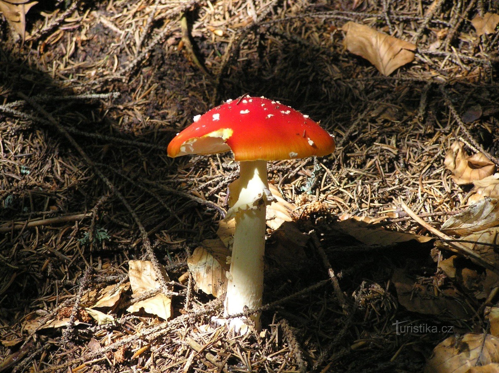 Rød paddehat (Amanita muscaria)