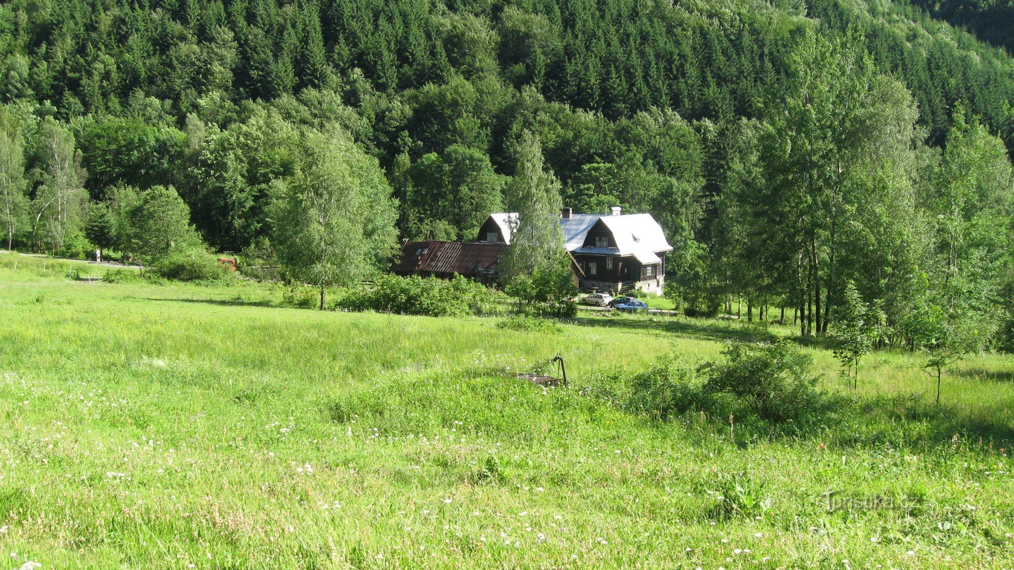 mušnica