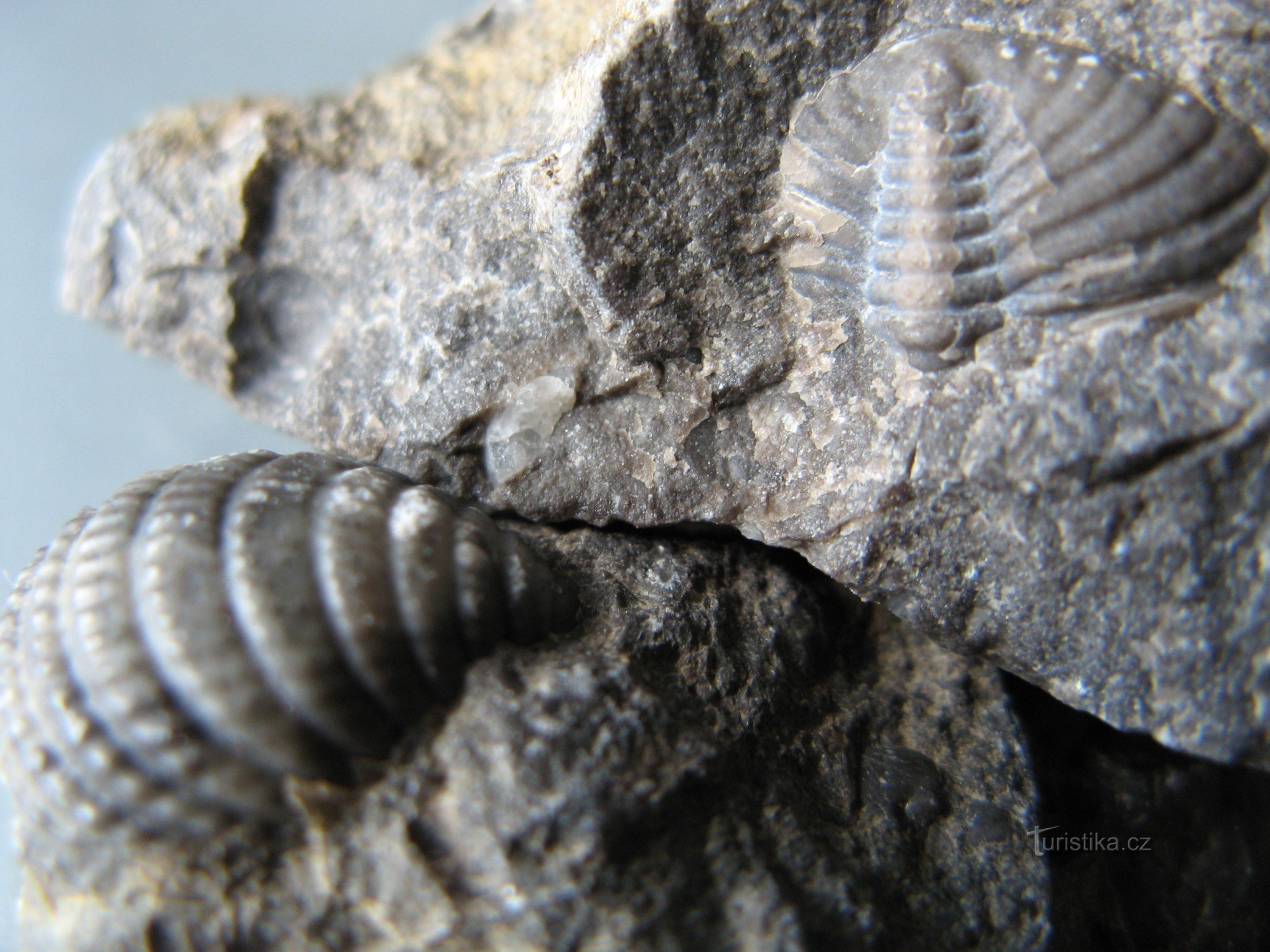 Cochilia de midii - fosile