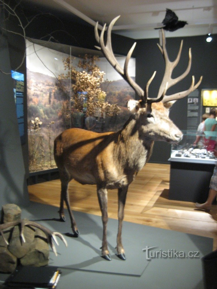 Notte dei musei - Museo di Karlovy Vary