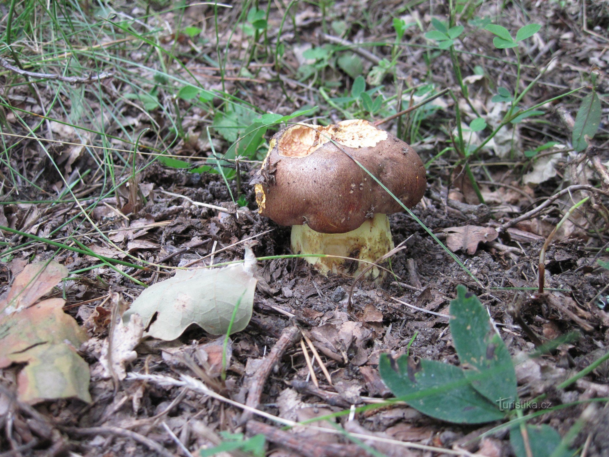 Mycological reserve Luční