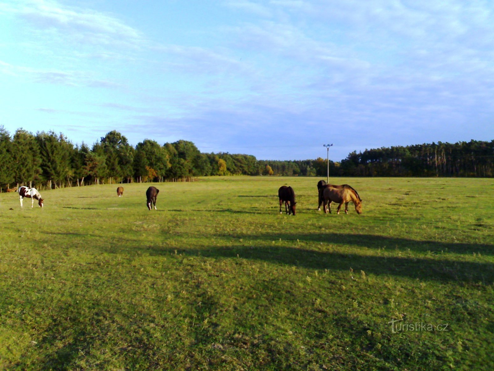 Auf dem Schlamm - Orlice in der Nähe von Blesno-Feuchtgebieten