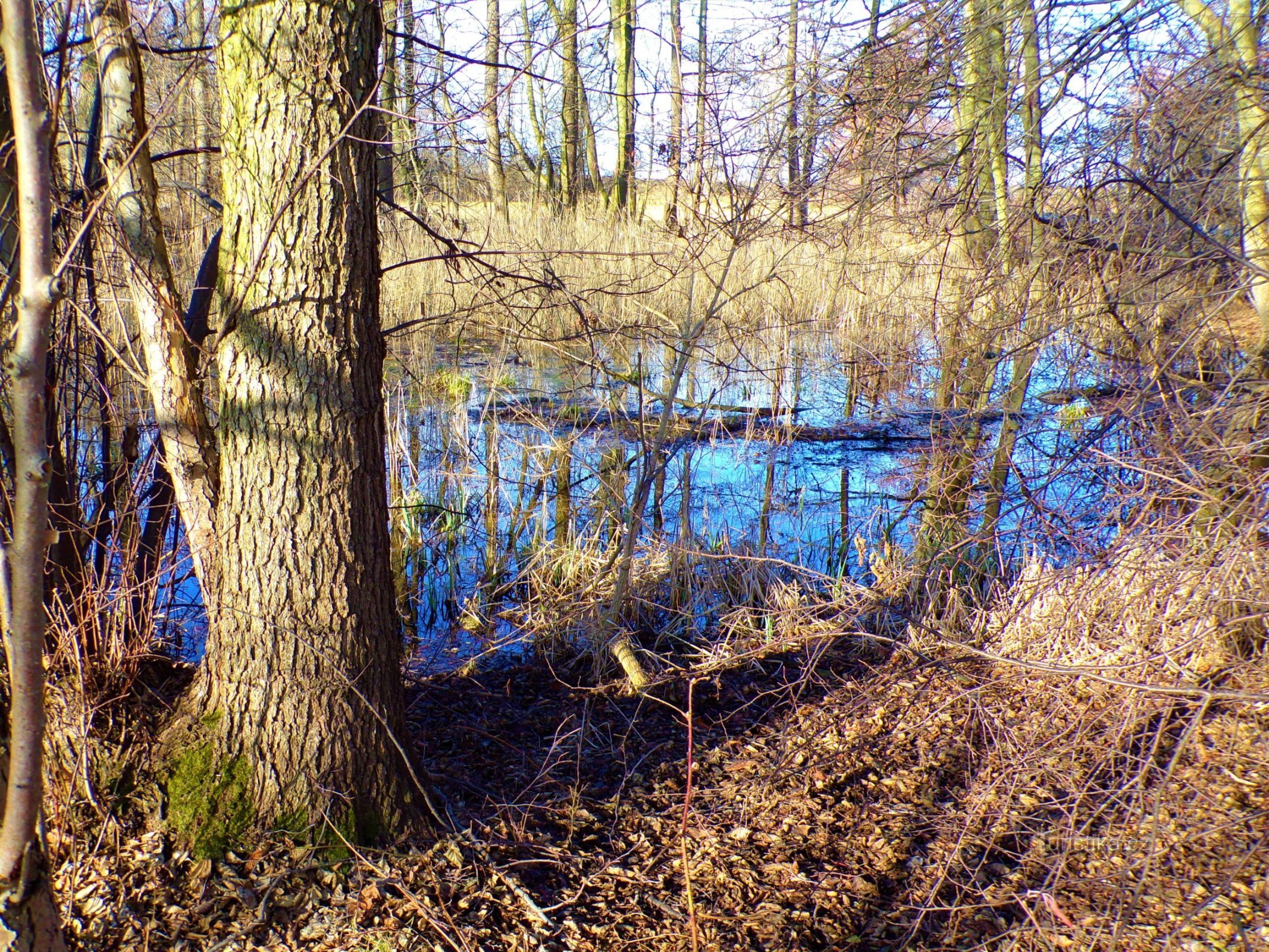 Op het wad (Libišany, 18.2.2022/XNUMX/XNUMX)