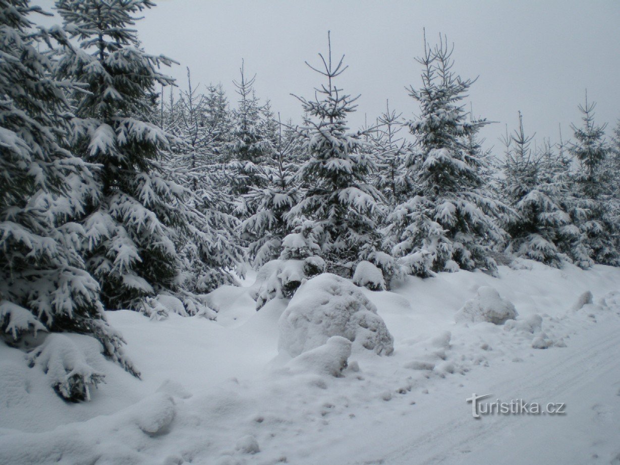 Em Borské sedlo (790m)