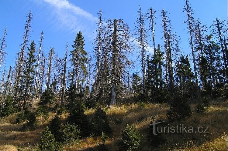 op Březník: bossen op Březník