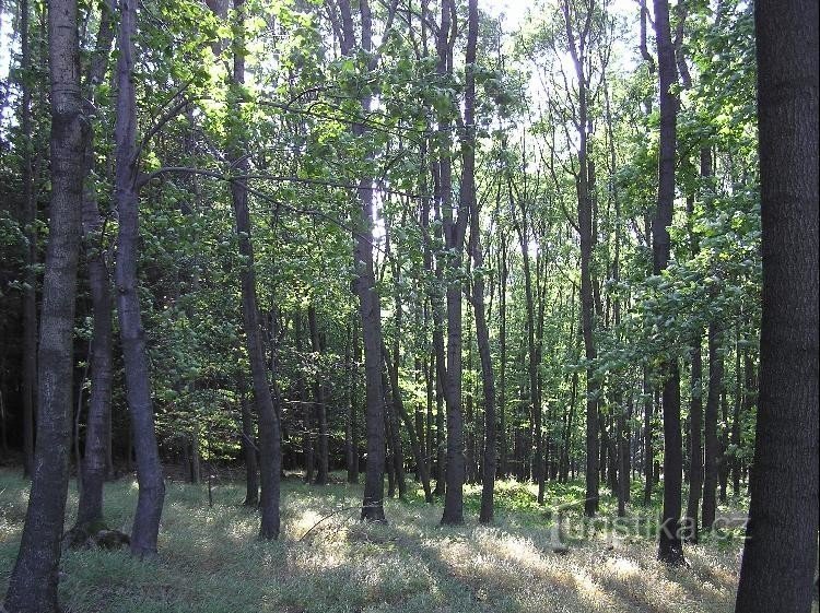 Pe Čermenec: Pădure
