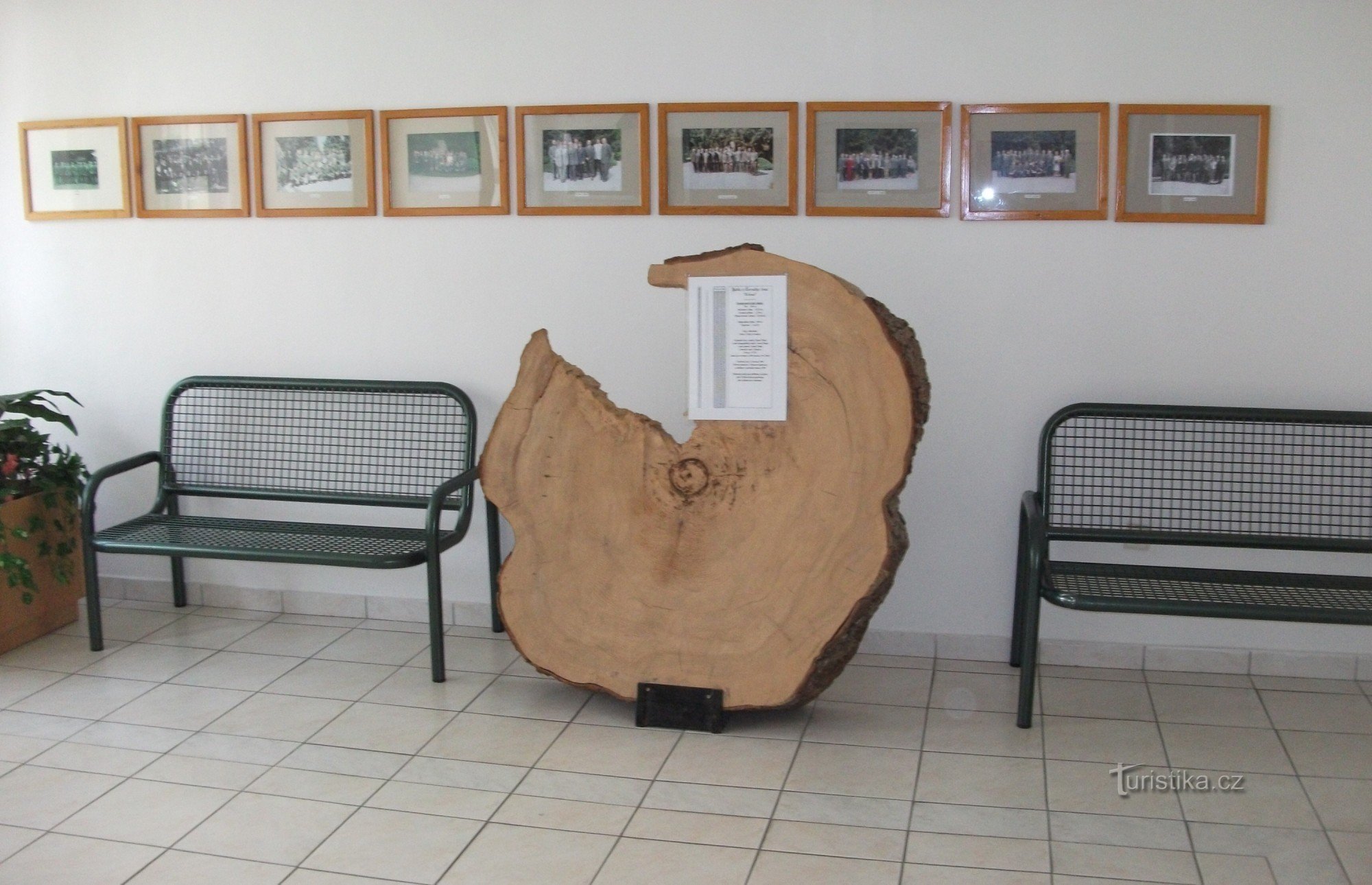 В коридоре студенты также могут встретить этот уникальный образец дерева.