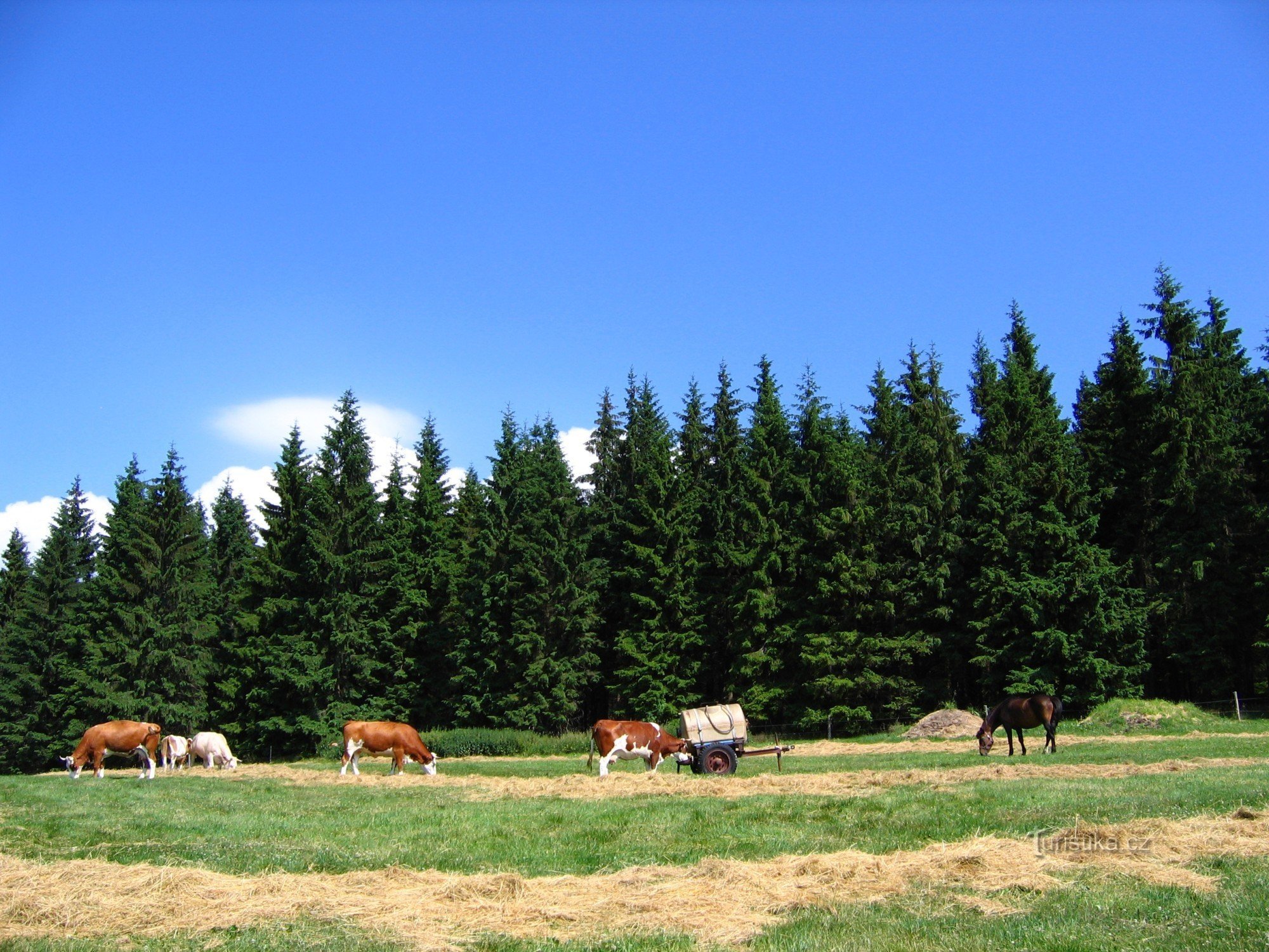 on the farm