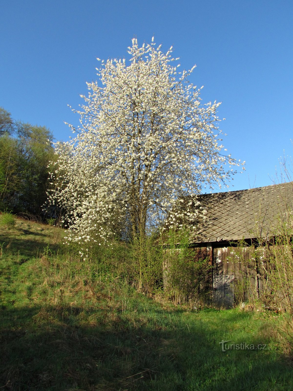 Szeninka felső végén