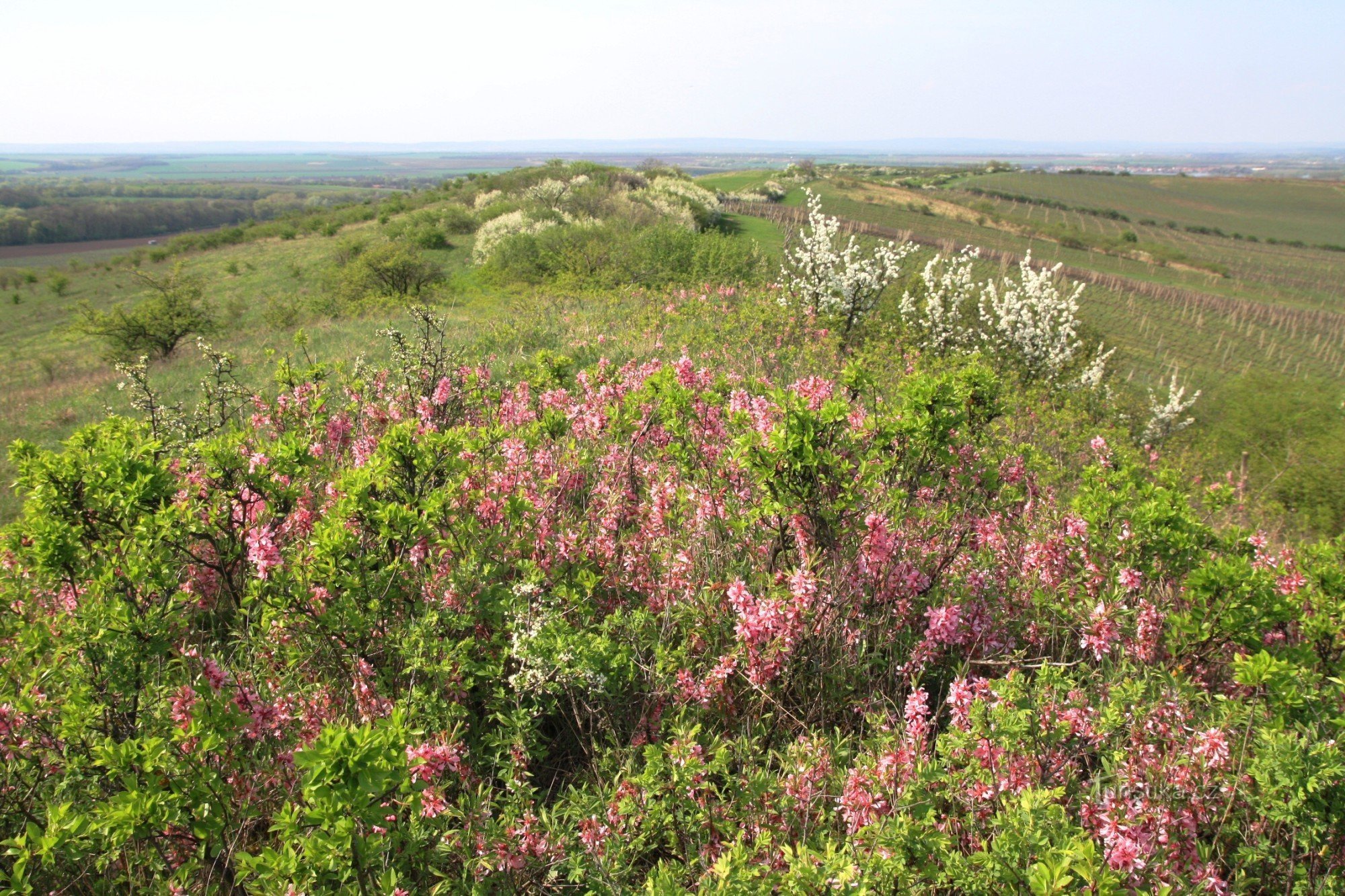 On the crest of the Dunajovické hills