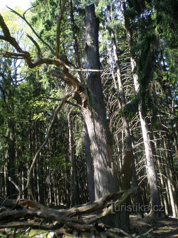 On the ridge to Kóníček