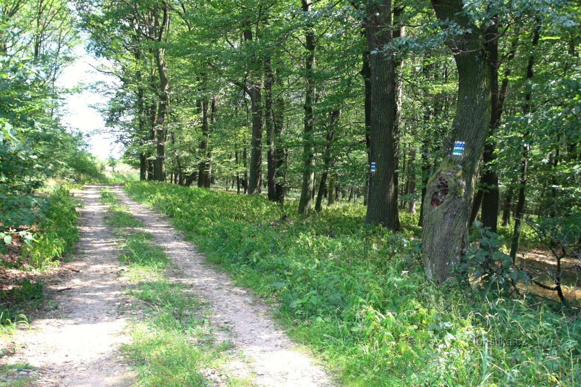 Sul sentiero di cresta vicino a Přední kout