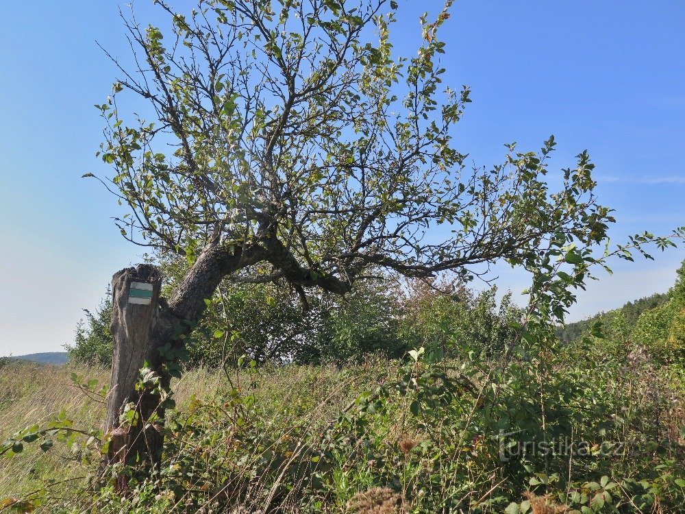 na koncu Provodov