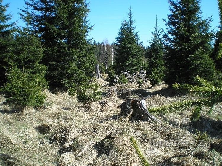 Ai margini della palude di faggio