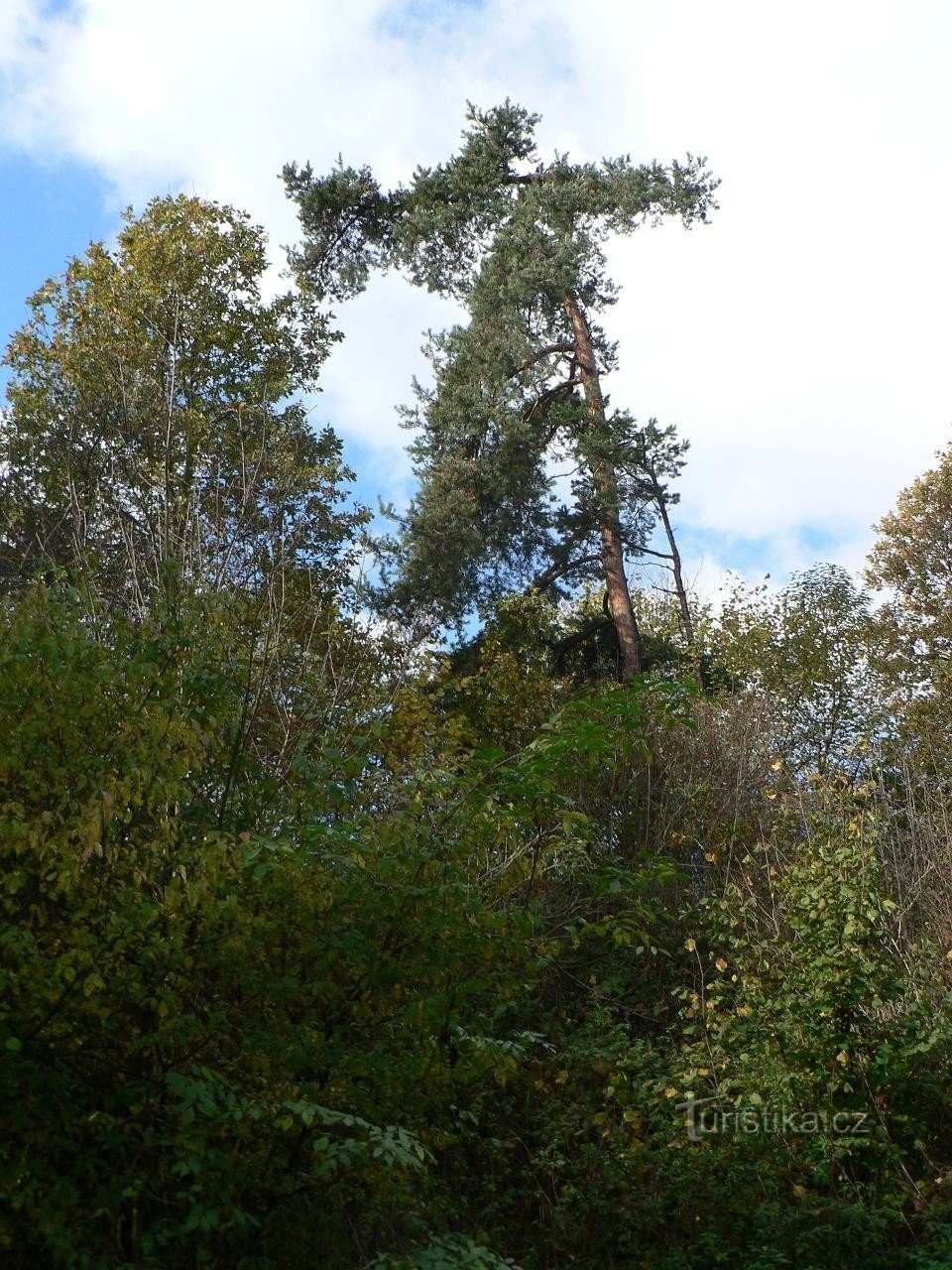 On the edge of the quarry, a pine tree