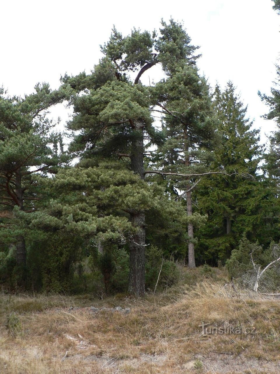 En bordure de la réserve de Pod Popelní horou