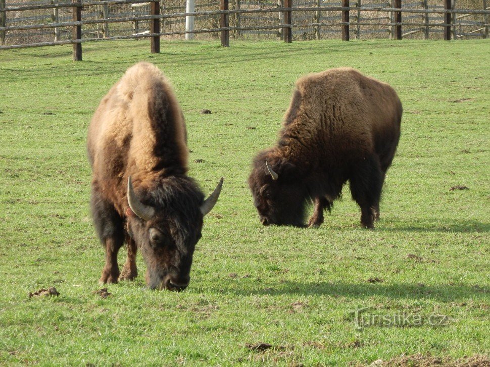 On pasture