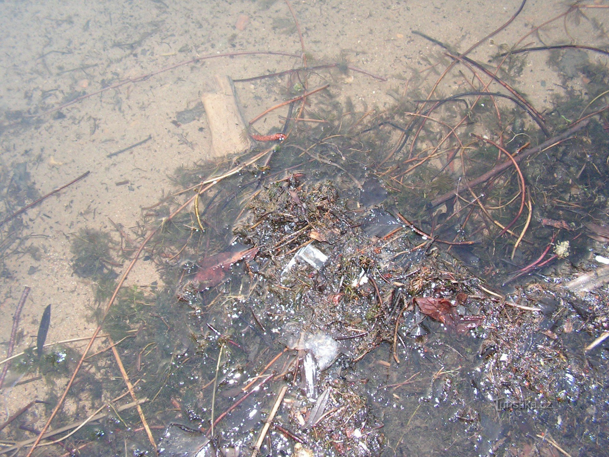 Je ne laisse même pas un chien dans l'eau à Poděbrady