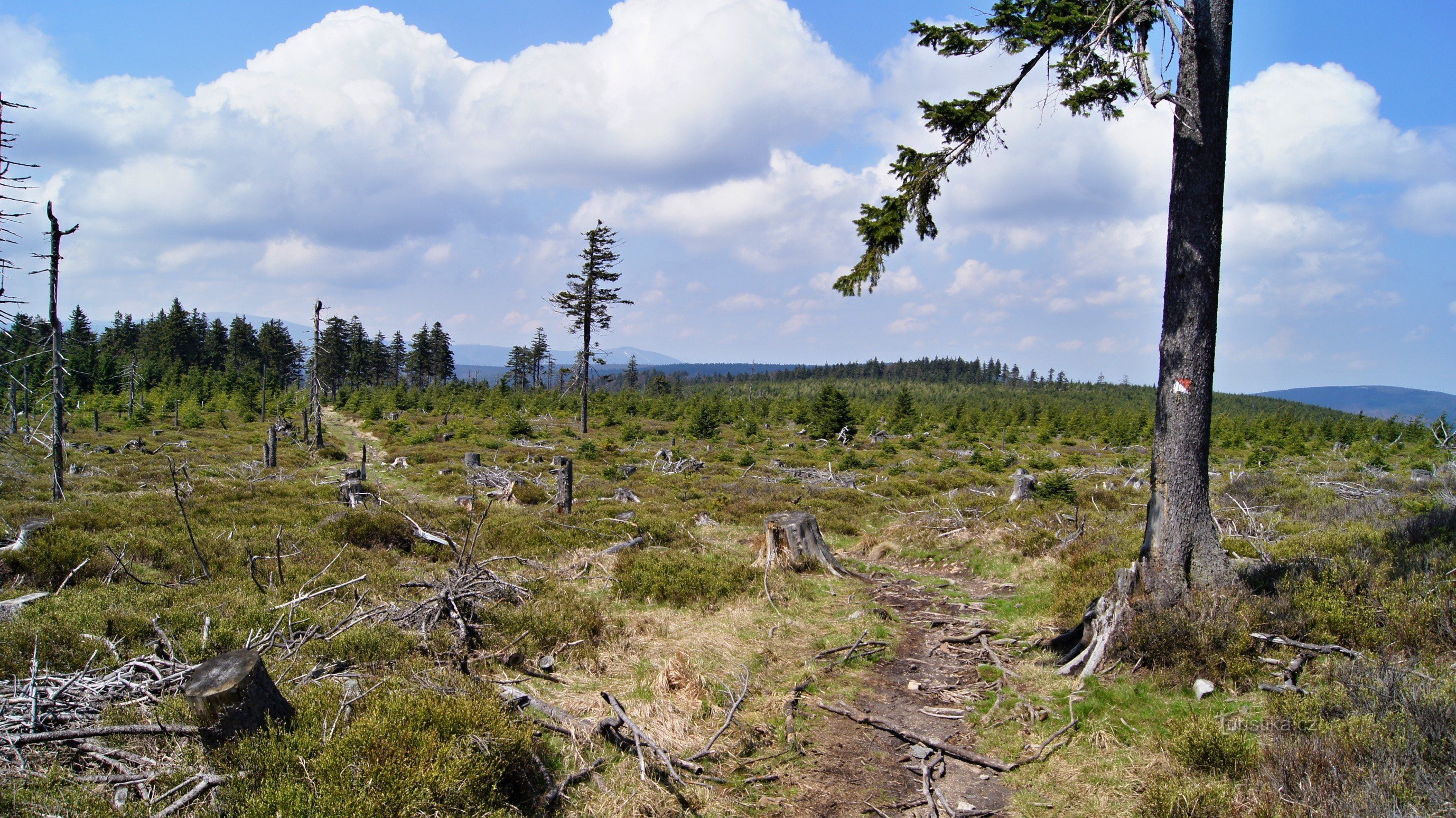 Lucfenyőn