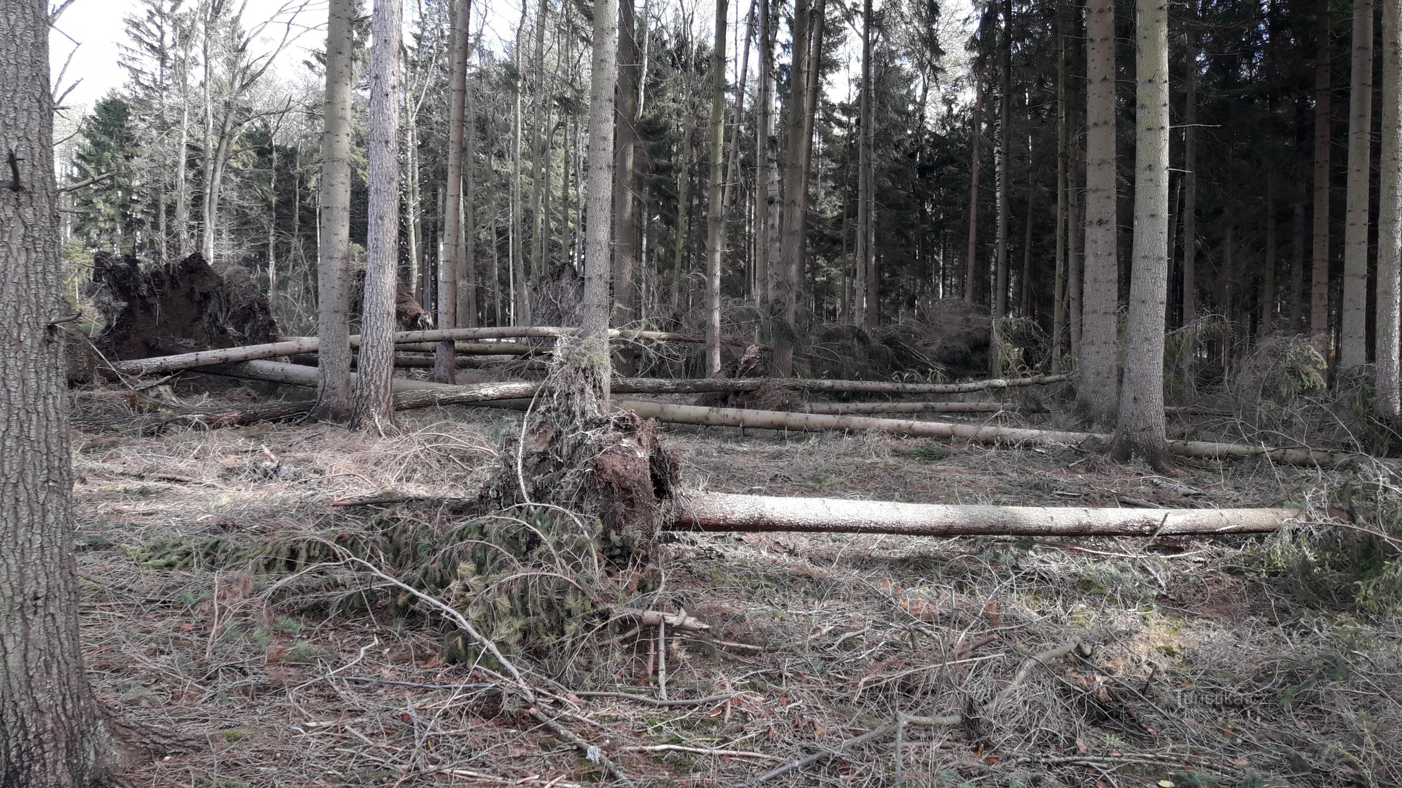 Kuvassa 30 - voimakkaan tuulen kärsimä metsä lähellä Chroustník Hradištěa