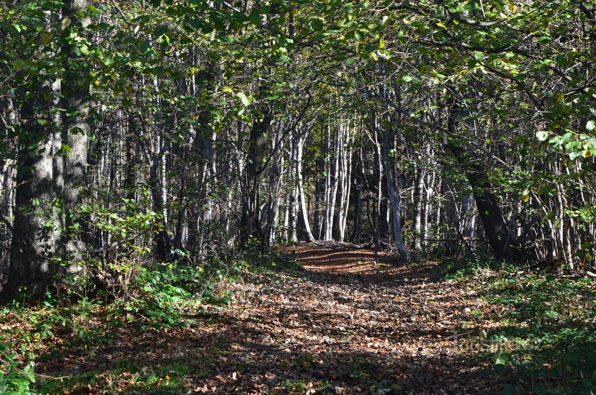 Sur la route direction Krátký