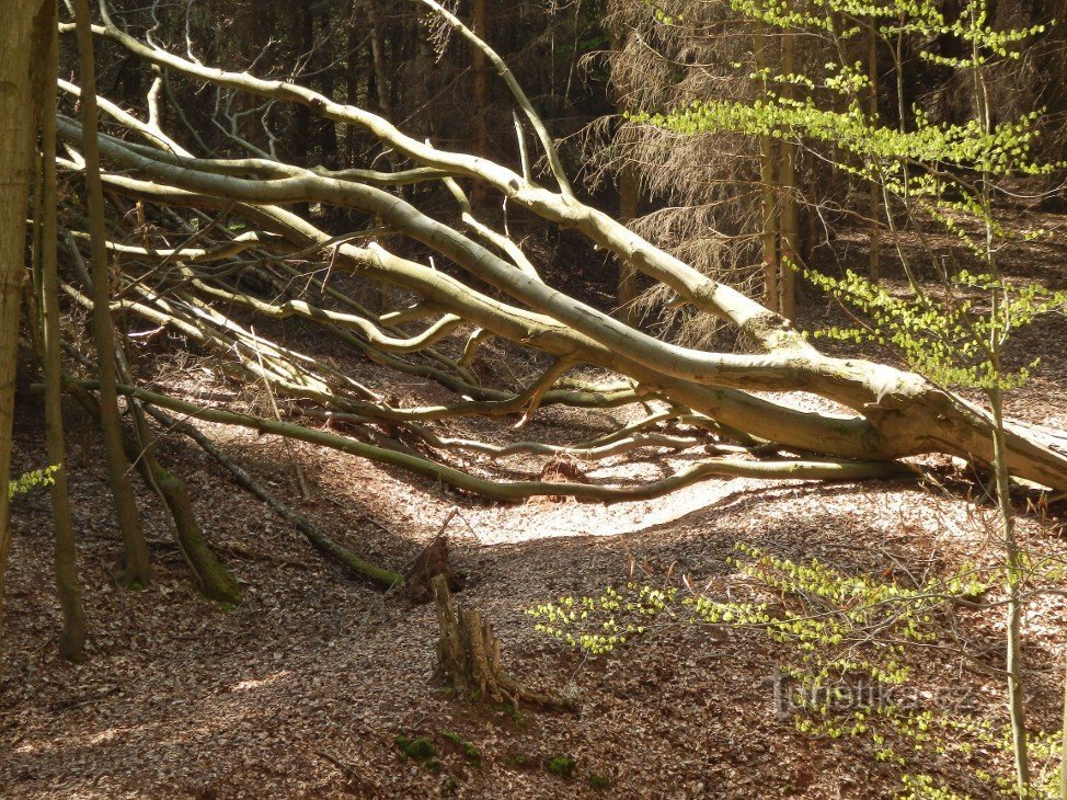 På naturmonumentens territorium