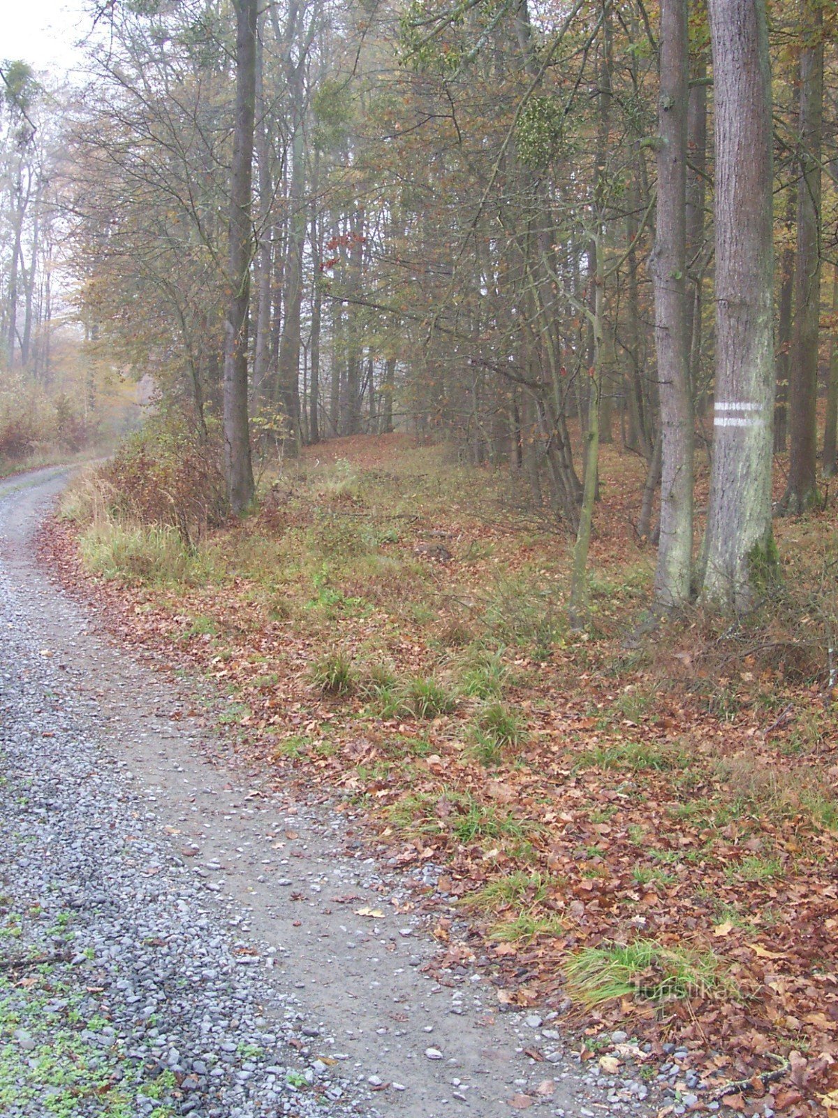 ....... på det tredje blå märket i ordningen finns det fortfarande två vita pärlemor på trädet