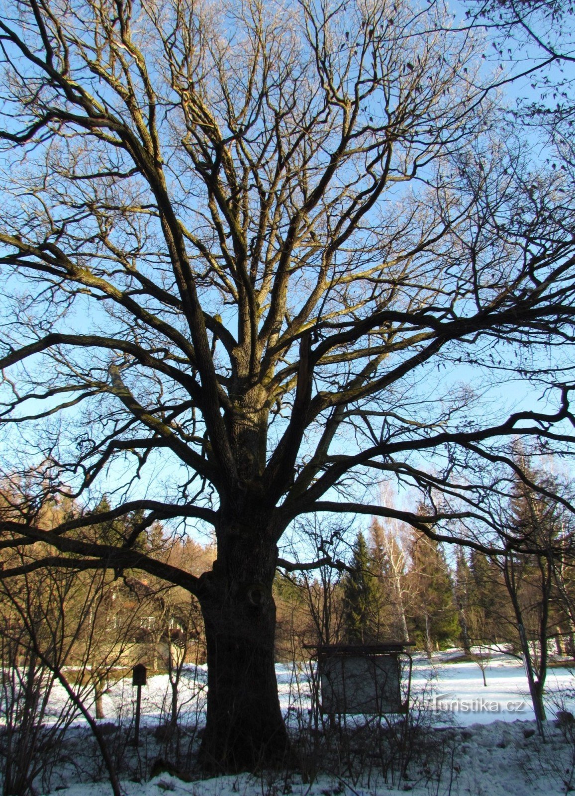 在 Valašky - 冬季橡木